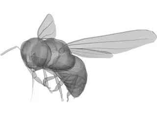 Bee 3D Model preview