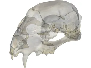 Lynx Skull 3D Model preview