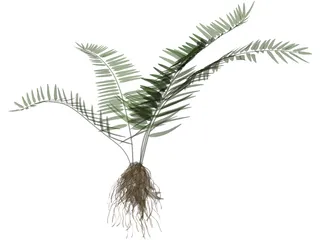 Sword Fern 3D Model preview