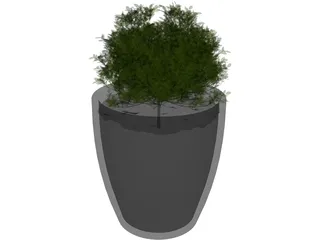 Boxwood Plant 3D Model preview