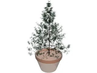 Potted Pine Tree 3D Model preview