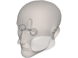 Head Human 3D Model preview