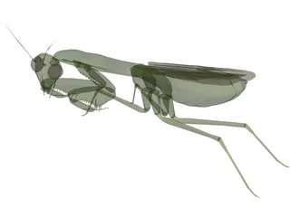 Flying Mantis 3D Model preview