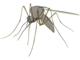 Mosquito 3D Model preview