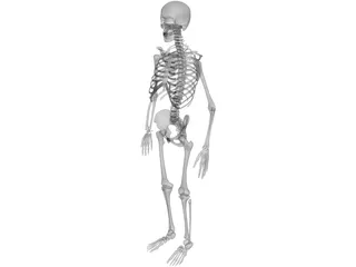 Skeleton 3D Model preview