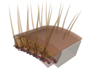Hair Skin 3D Model preview