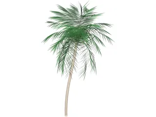 Palm Tree Tall 3D Model preview