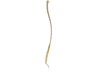 Spinal Cord 3D Model preview