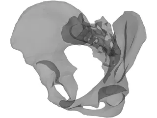 Pelvis 3D Model preview