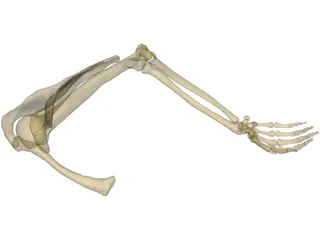 Arm Right 3D Model preview
