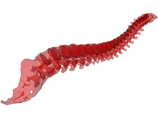 Vertebral Column 3D Model preview