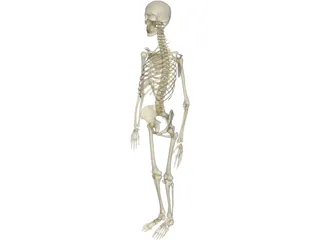 Skeleton Female 3D Model preview