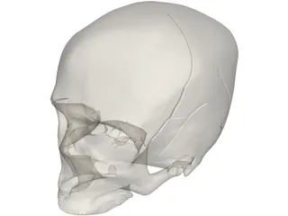 Skull Detailed 3D Model preview