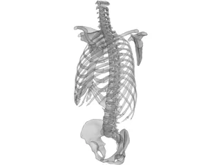 Torso 3D Model preview