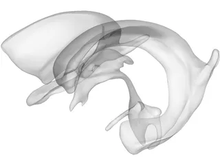 Brain Ventricle 3D Model preview