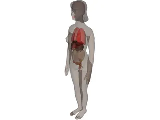 Woman [+Internal Organs] 3D Model preview