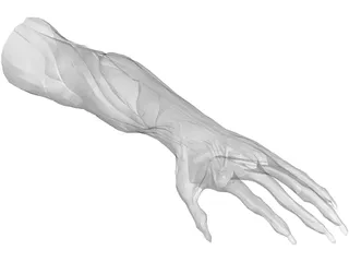 Arm Muscles 3D Model preview