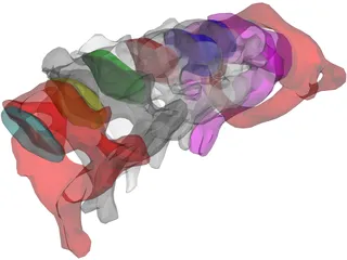 Vertebrae Cervical 3D Model preview
