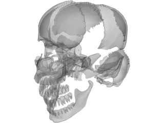 Skull Articulated 3D Model preview