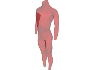 Surface Muscles 3D Model preview