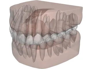 Teeth, Roots, Gums 3D Model preview