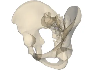 Pelvis Male 3D Model preview