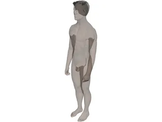 Man 3D Model preview