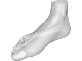 Foot 3D Model preview