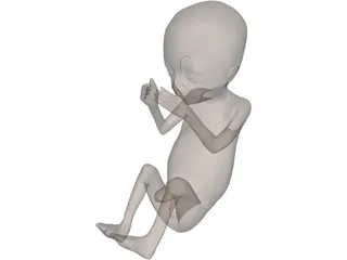 Fetus 20-Week 3D Model preview
