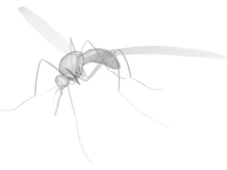 Mosquito 3D Model preview