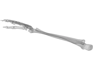 Right Ulna and Radius Bones 3D Model preview