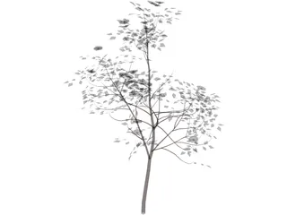 American Mountain Ash 3D Model preview