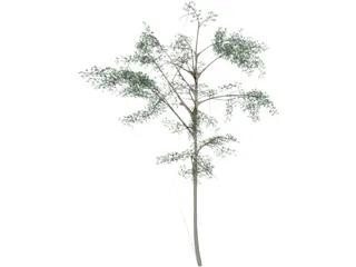 Acacia 3D Model preview