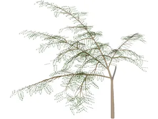 Albicia 3D Model preview