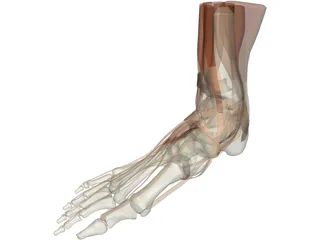 Ankle 3D Model preview