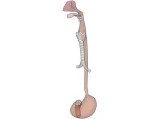 Digestive Tract and Respiratory 3D Model preview