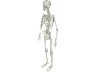 Skeleton Male 3D Model preview