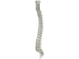 Vertebral Column 3D Model preview