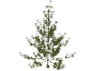 Bhutan Pine 3D Model preview