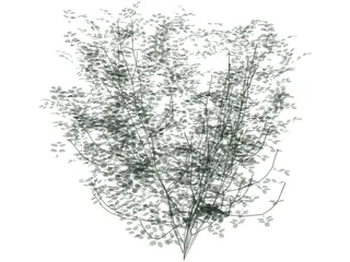 Laburnum Alpinum 3D Model preview