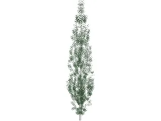 Populus 3D Model preview