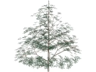 Styrax Officinalis 3D Model preview