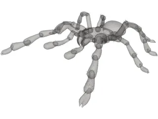 Tarantula 3D Model preview