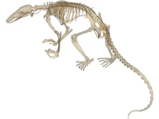 Anteater Skeleton 3D Model preview