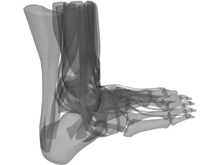 Human Leg 3D Model preview