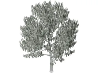 Acacia Tree 3D Model preview