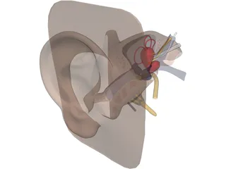 Ear 3D Model preview