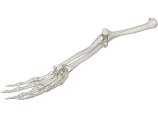 Hand 3D Model preview