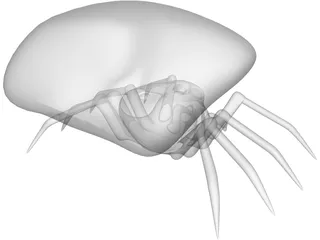 Jumping Spider 3D Model preview