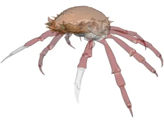 Crab (Maia Squinado) 3D Model preview